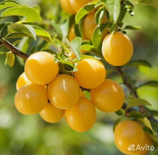 Алыча на развес