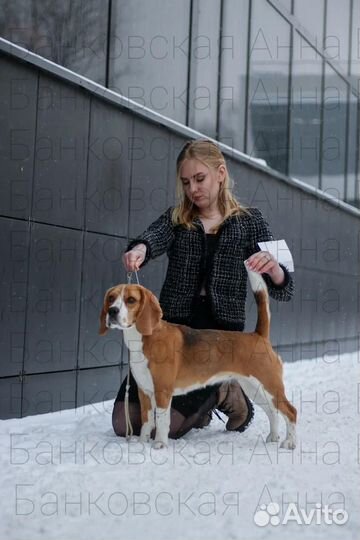 Щенок бигля (РКФ)