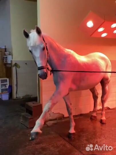 Занятия верховой ездой/аренда лошади и пони