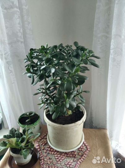 Денежное дерево толстянка крассула