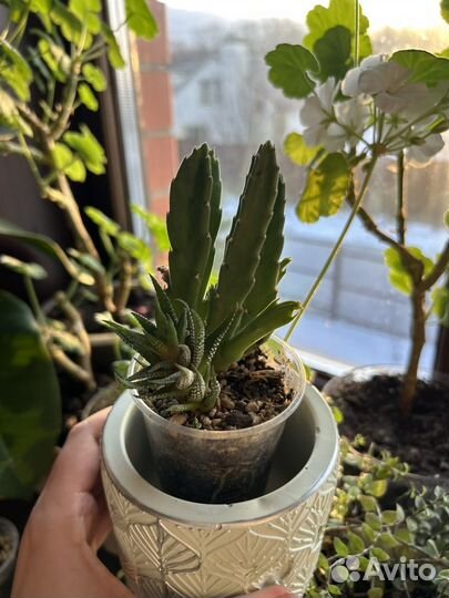 Суккуленты