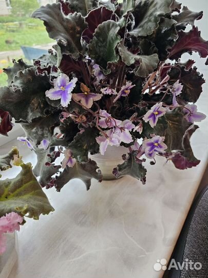 Сортовые фиалки цветущие