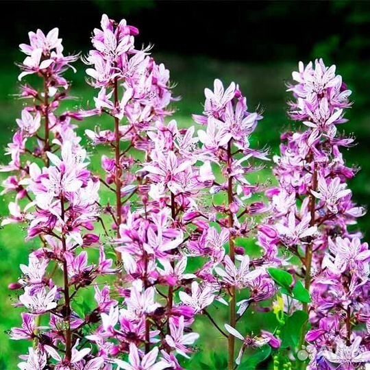 Продам садовые цветы