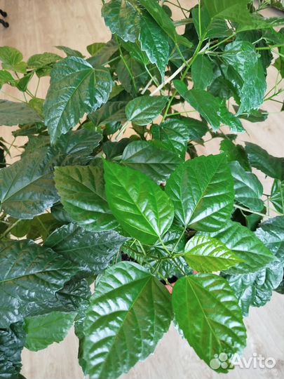 Гибискус (китайская роза) красная махровая