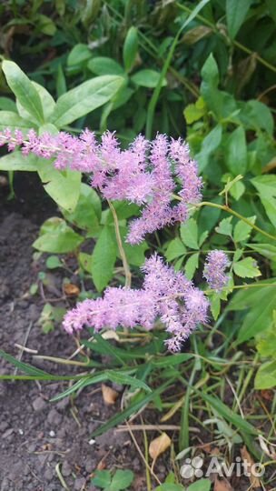 Лилейник Цветок Хорватия Астильба семена укропа