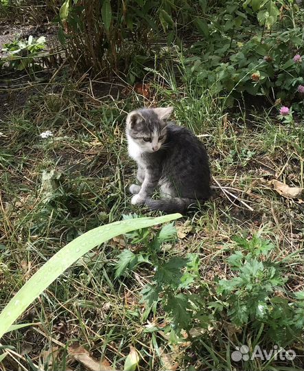 Спасите котят