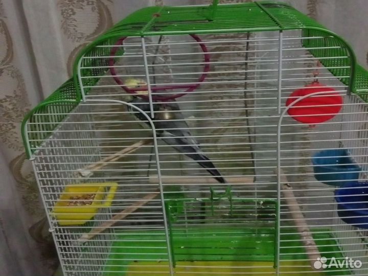 Клетка для попугая корелла