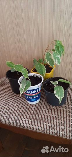 Фикус бенджамина