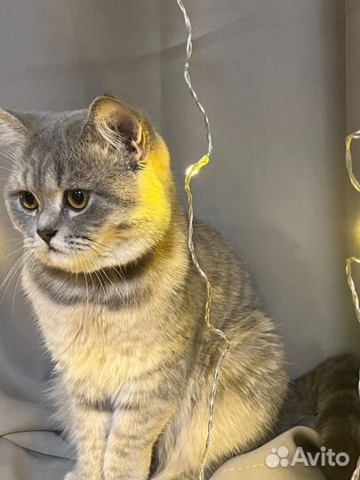 Шотландская кошечка