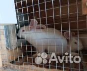 Кролики мясных пород