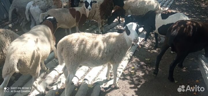 Продам овец дорпер