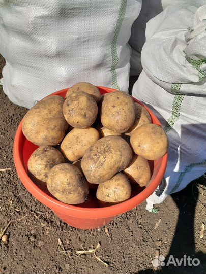 Продаю картофель