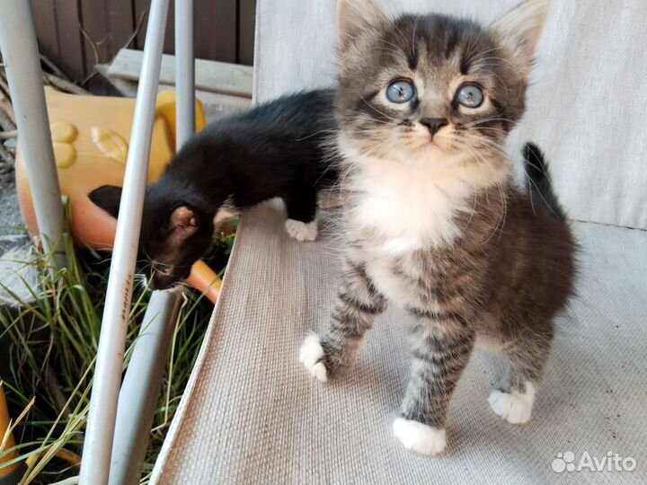 Котёнок в дар