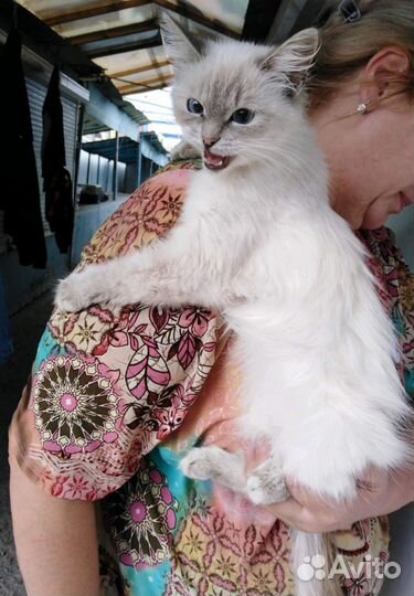 Кошечка Белочка ищет дом