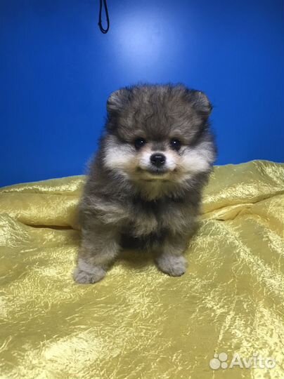 Щенки шпица