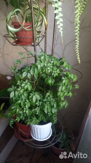 Гиностемма