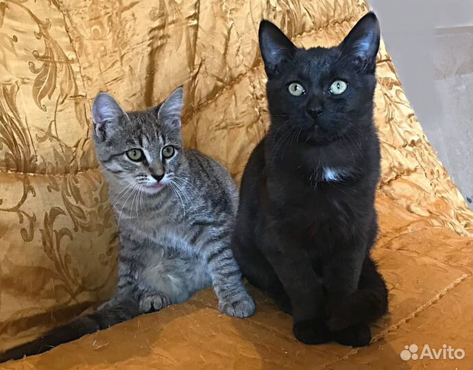Котейки