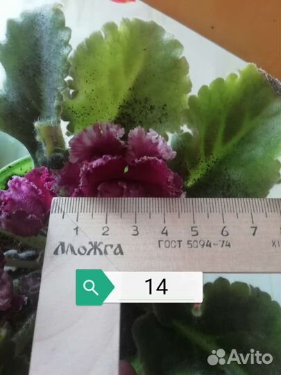 Фиалки в цвете