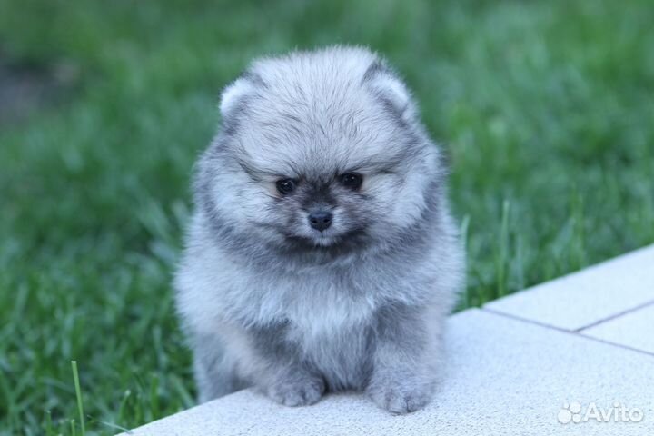 Шпиц девочка