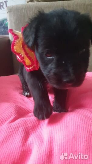 Щеночек в добрые руки бесплатно