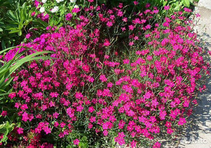 Многолетники