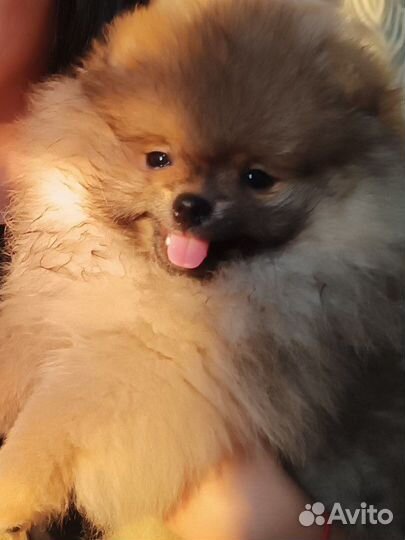 Щенок померанского шпица