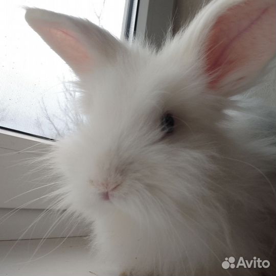 Декоративные кролики