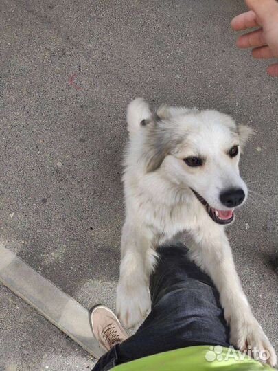 Собака. Белоснежка. Ставрополь. Ищем мам и пап