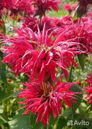 Цветы монарда