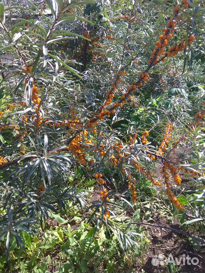 Саженцы облепихи,жимолости,крыжовника,сливы,ревень