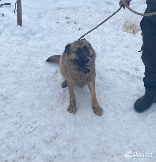 Собака в добрые руки отдам бесплатно