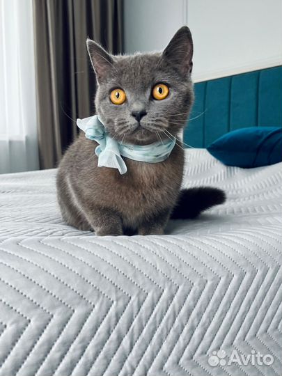 Кошка британка