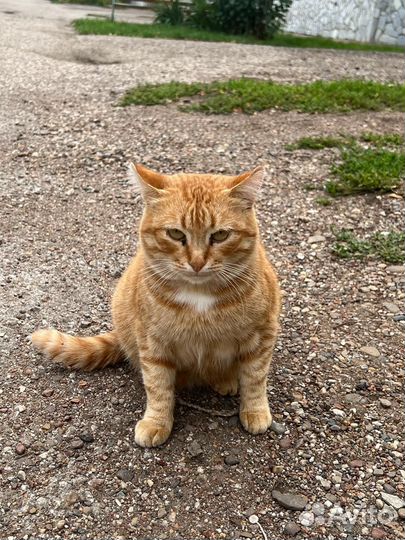 Котик ищет дом