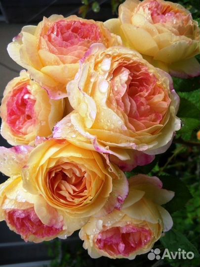 Растения для сада