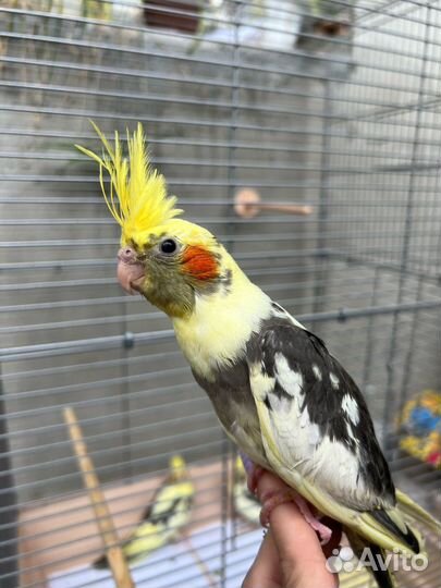 Птенцы корелла