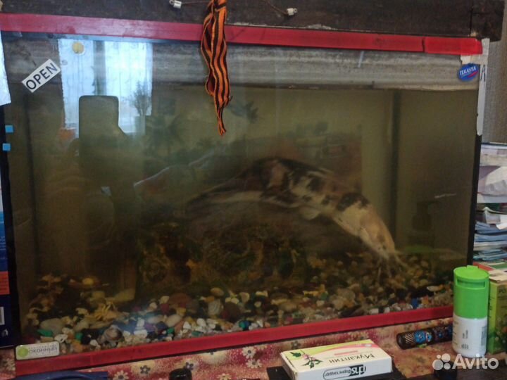 Аквариум