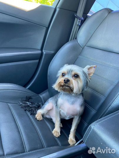 Йоркширский терьер ищет подружку