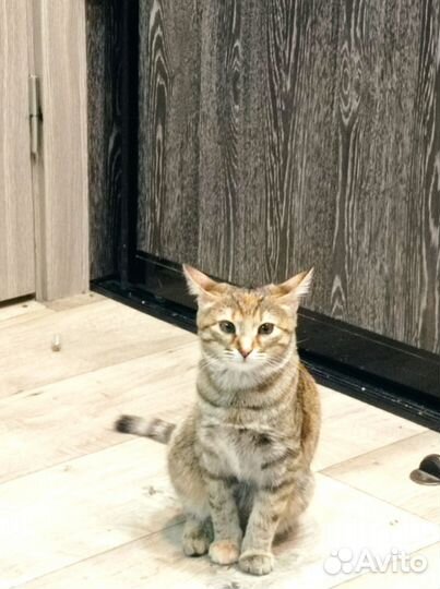 Котёнок