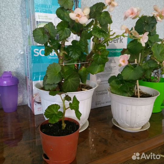 Живые цветы в горшках большие+доставка