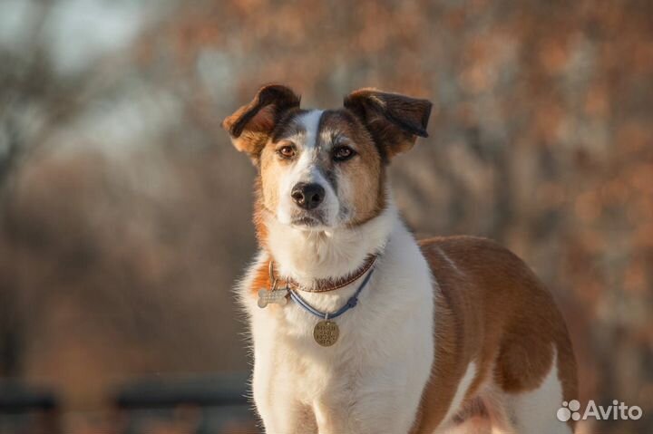 Скромная Барбара для жизни в квартире