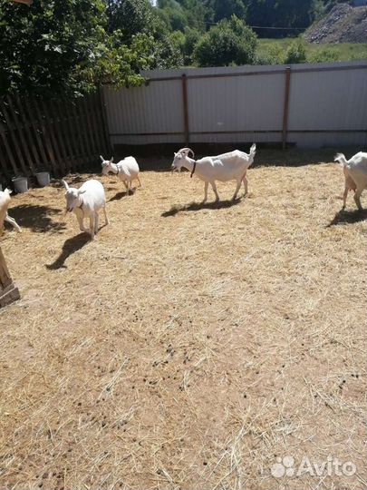 Молоко козье, сыр, куриное яйцо,броллер