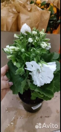 Пеларгония герань