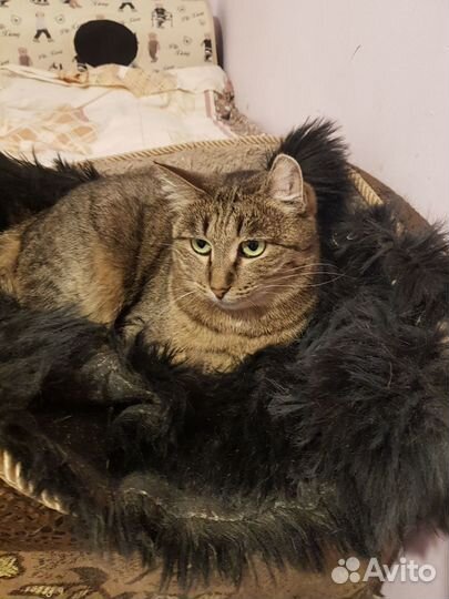 Кошка Ешико