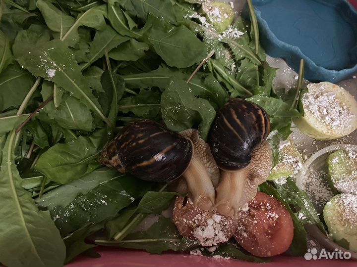 Улитки ахатины