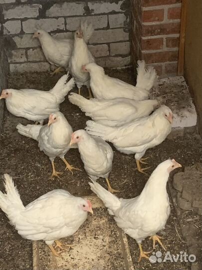 Куры минорка