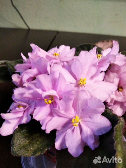 Сортовые фиалки