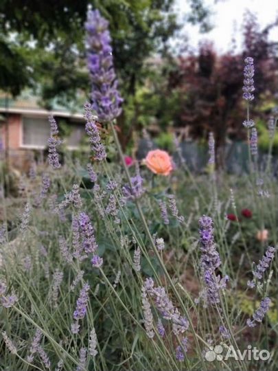 Лаванда, лавандин