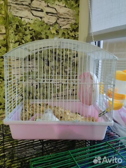 Клетки с хомяками