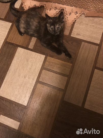 Котенок в добрые руки