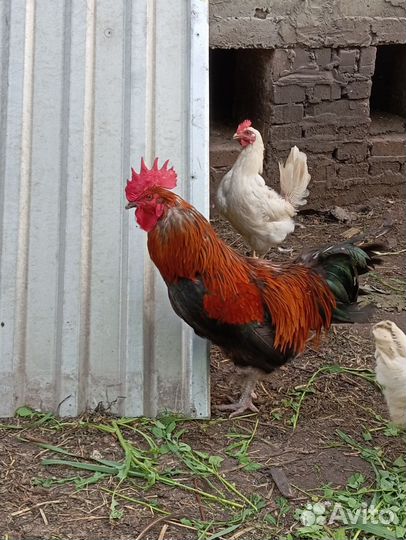 Петух Маран черно медный